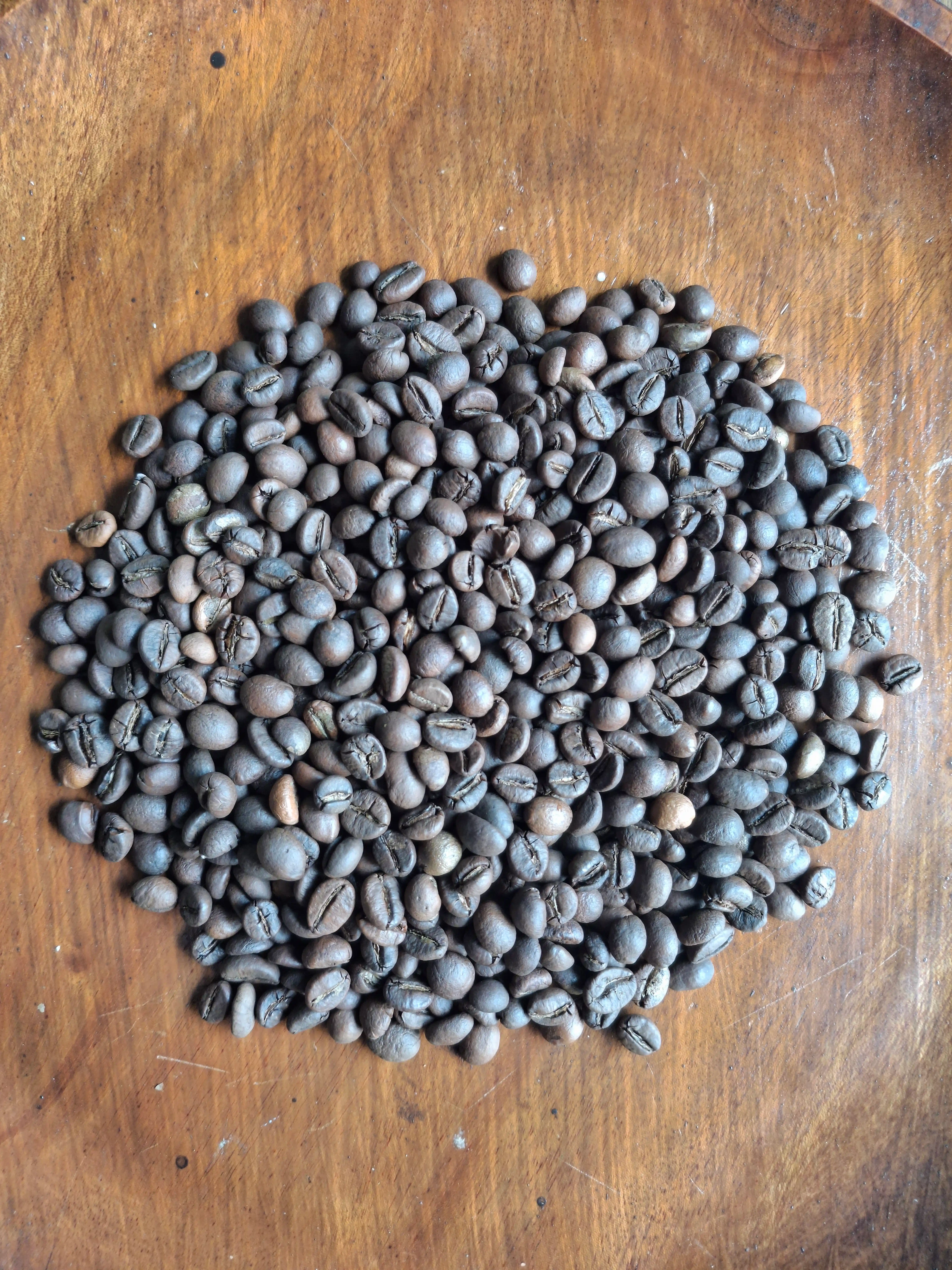 Robusta