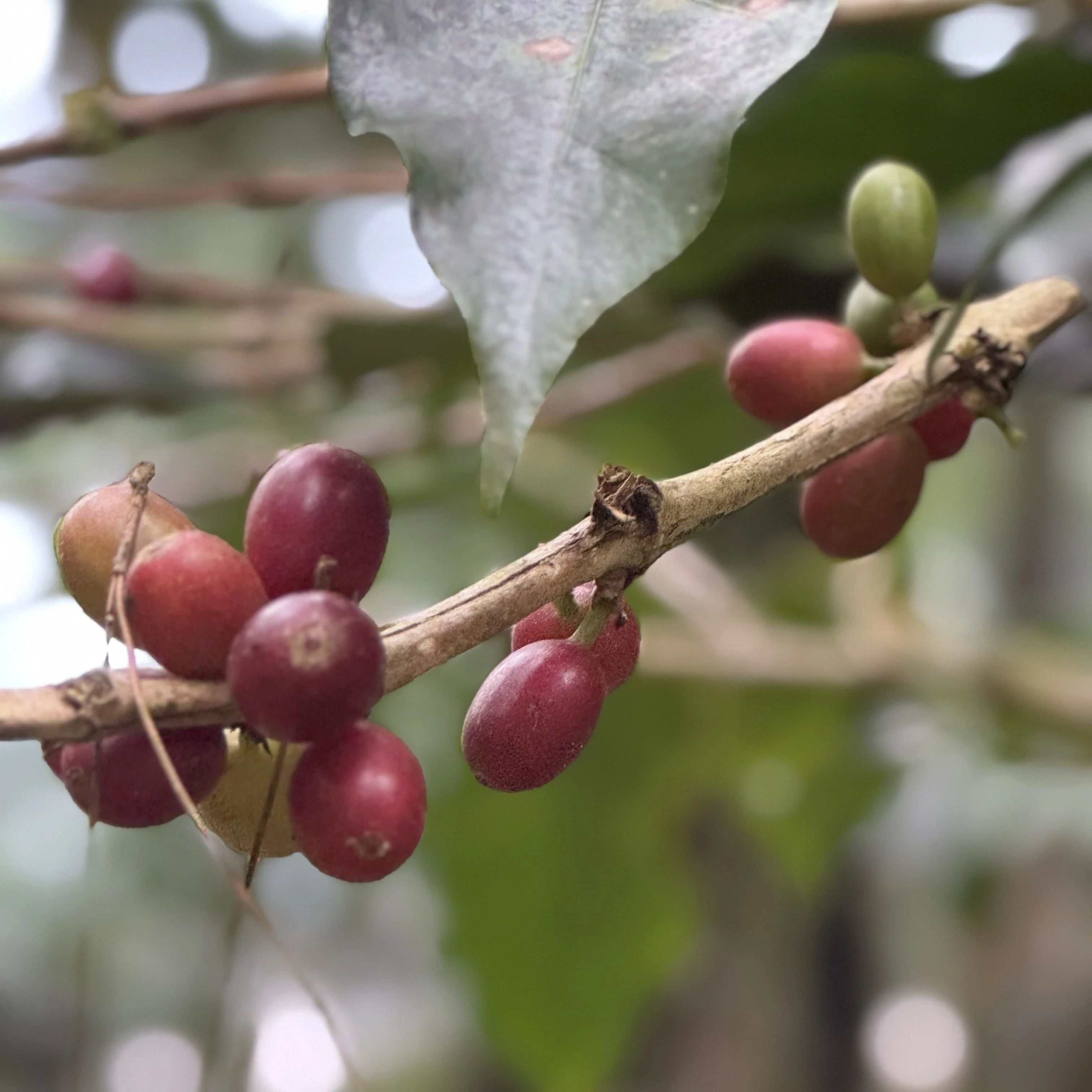 Proses Budidaya Kopi Sekipan
